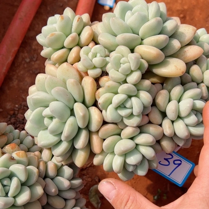 39泡泡平平安安健健康康