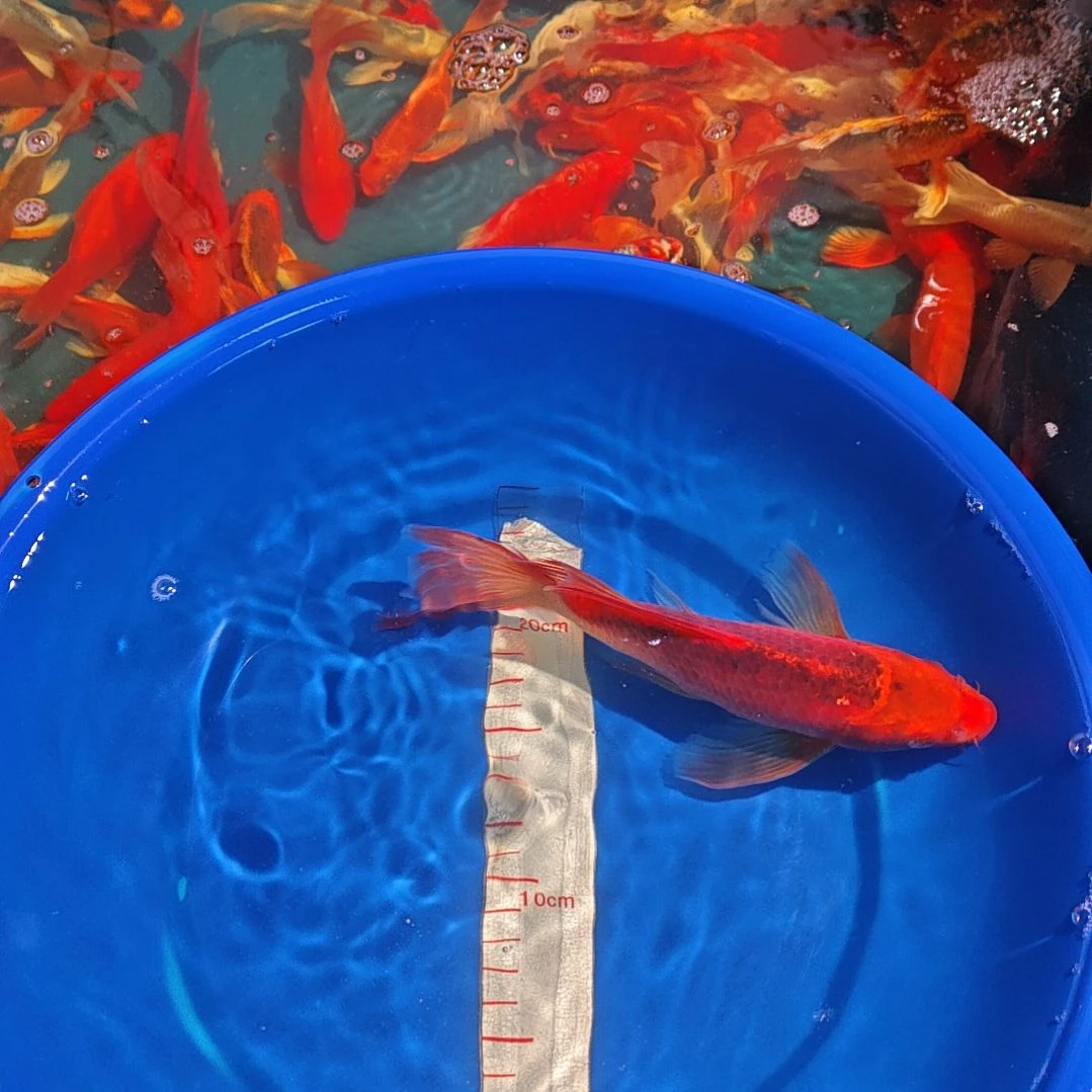 中国大陆冷水观赏鱼蝴蝶鲤