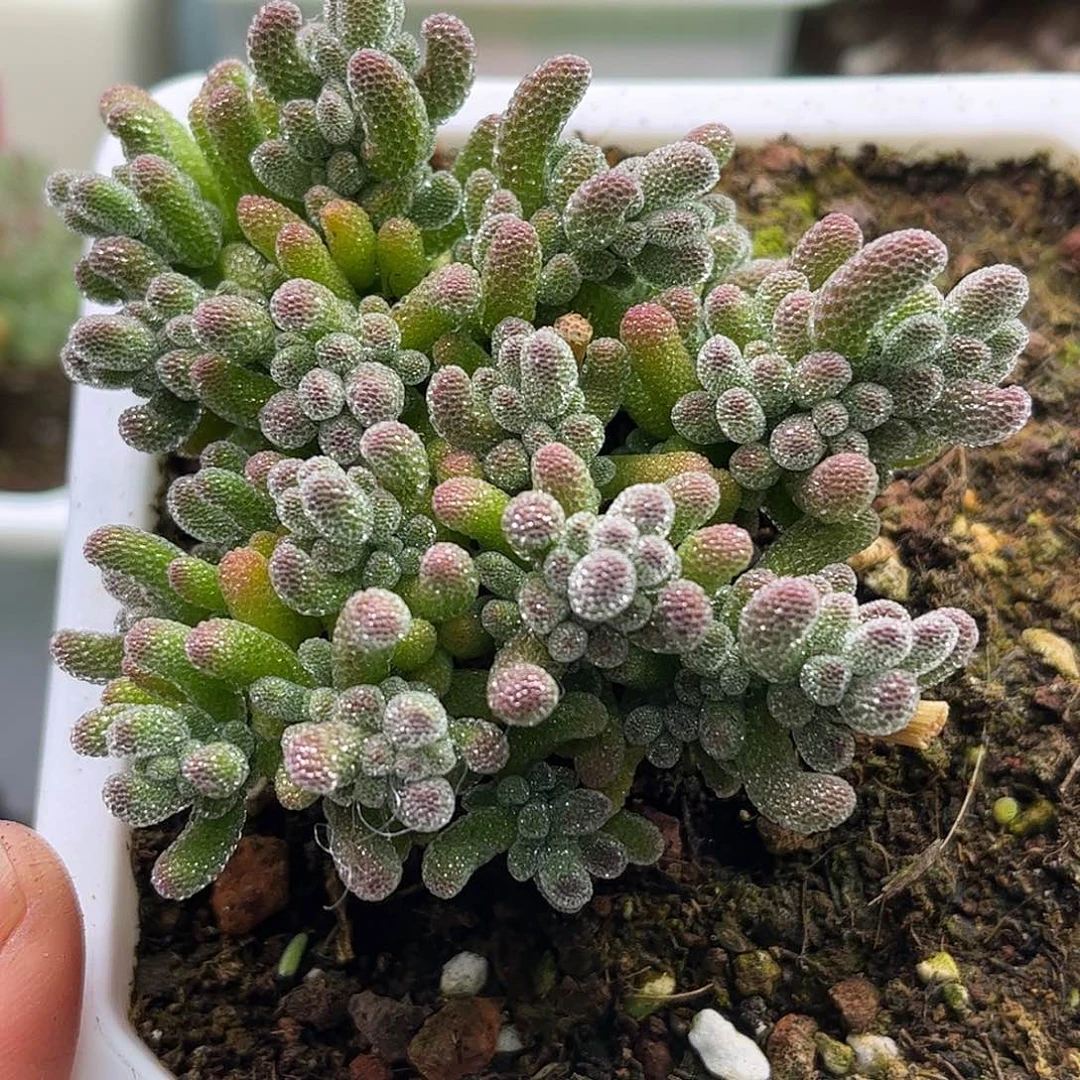 004五彩冰晶优选枝干番杏