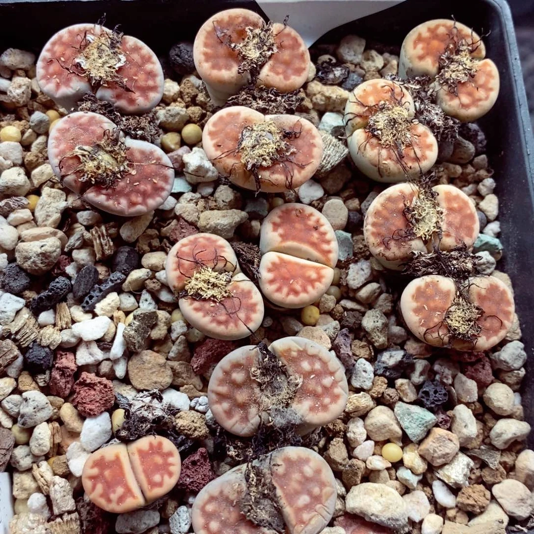 我的小姐姐们都是我191