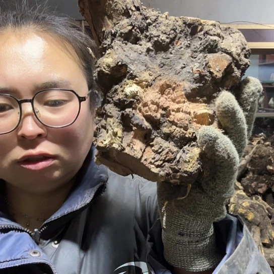 香榧木语**情火琉璃的毛料摆件