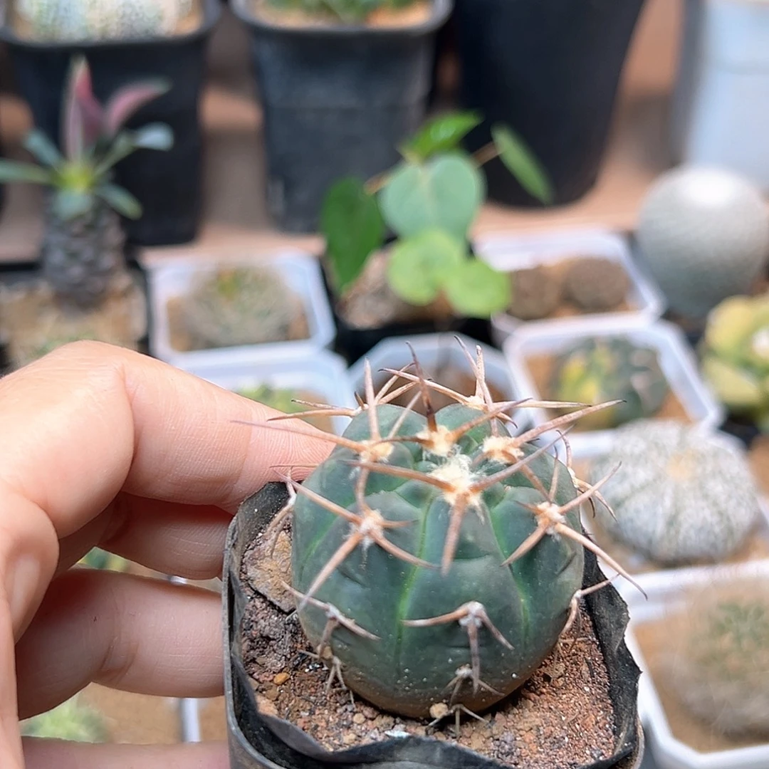 无花朵超刺天平光淋玉实生