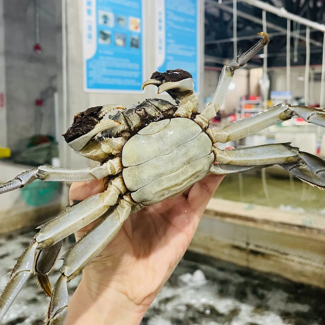 【活蟹】苏州大闸蟹母蟹2两3-1两8拍8送2到手10只（死蟹包赔）