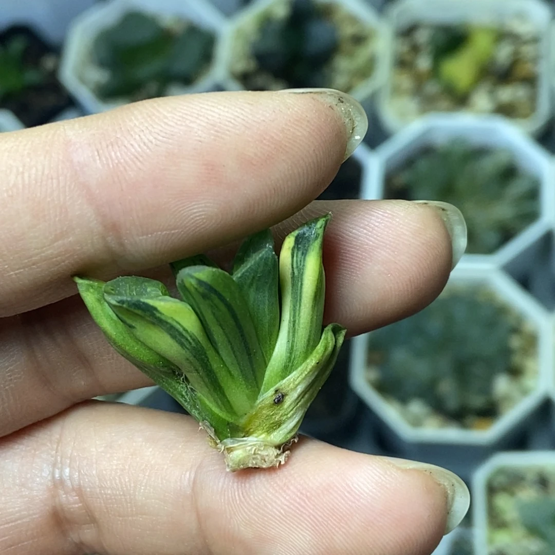 极上斑祥云锦一物一拍