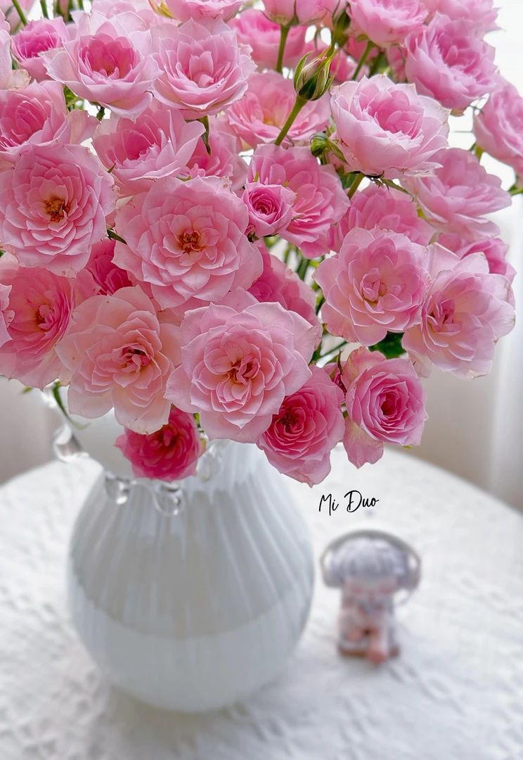 【向云端】完美甜蜜-多头玫瑰（注意：带包装醒花哦）