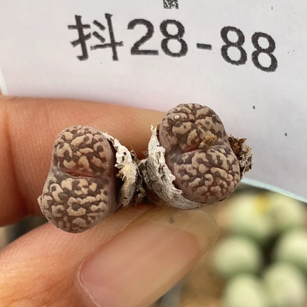28-88泡泡鸟多肉植物