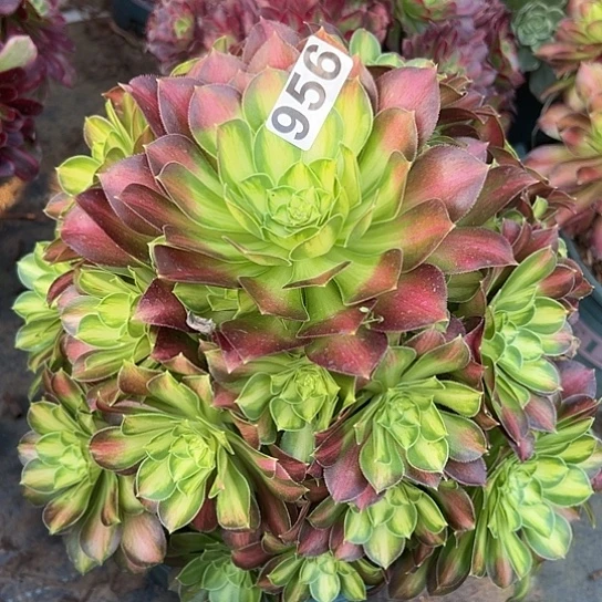 丸****）一颗多肉法师植物