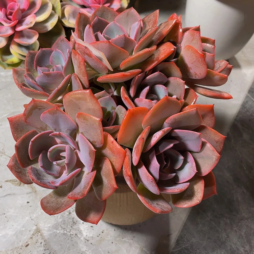 虎***坪尘埃玫瑰多肉植物群