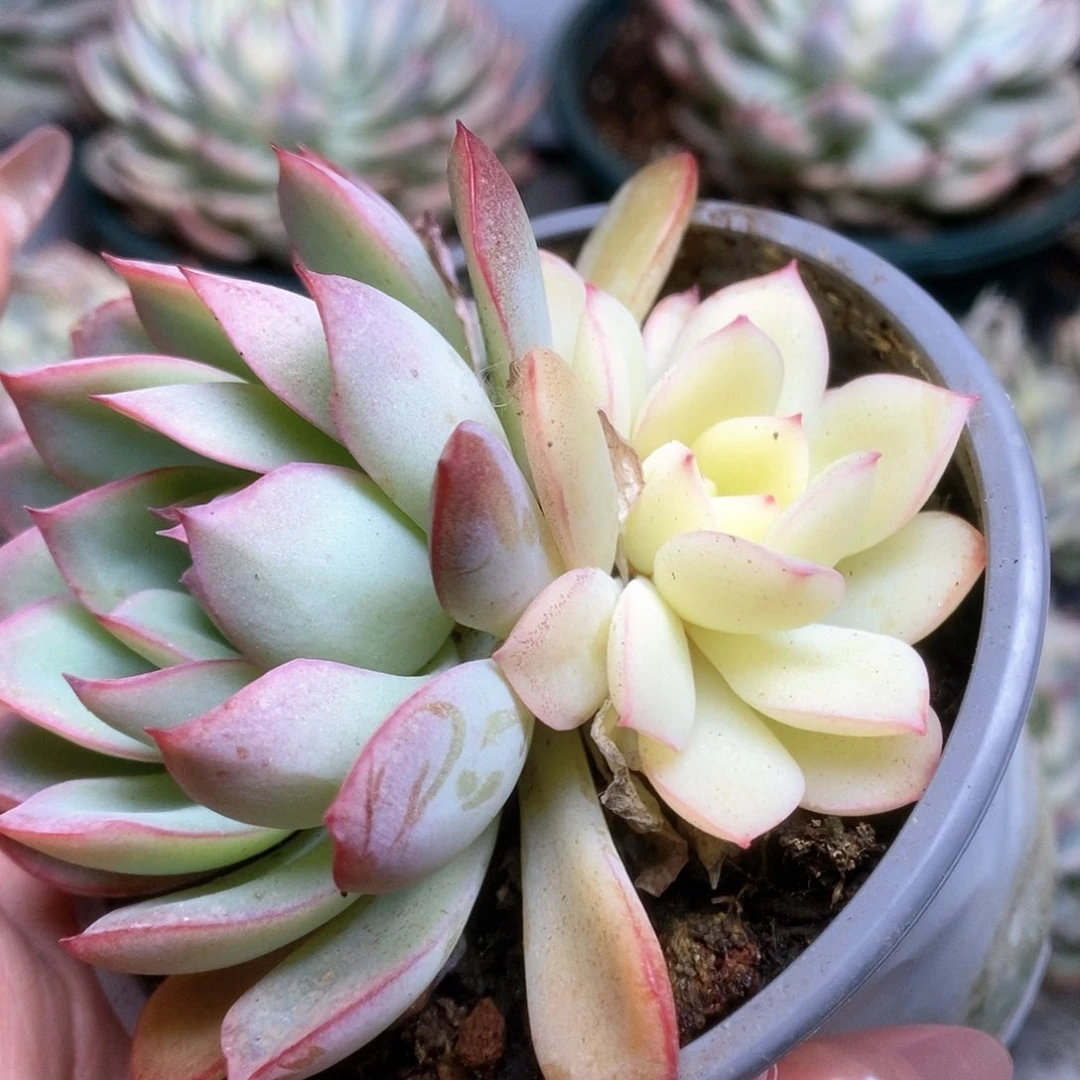 010雨燕座锦锦锦锦