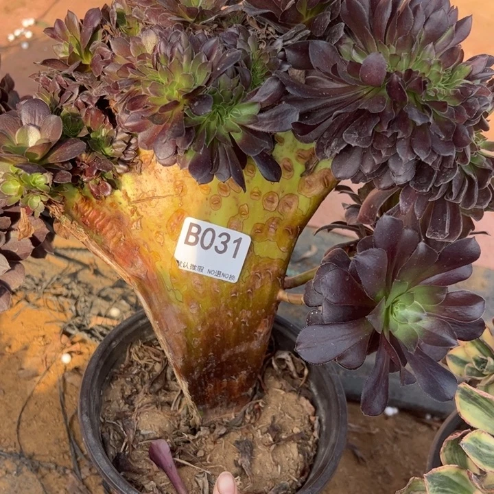 欧缀多肉植物031微瑕