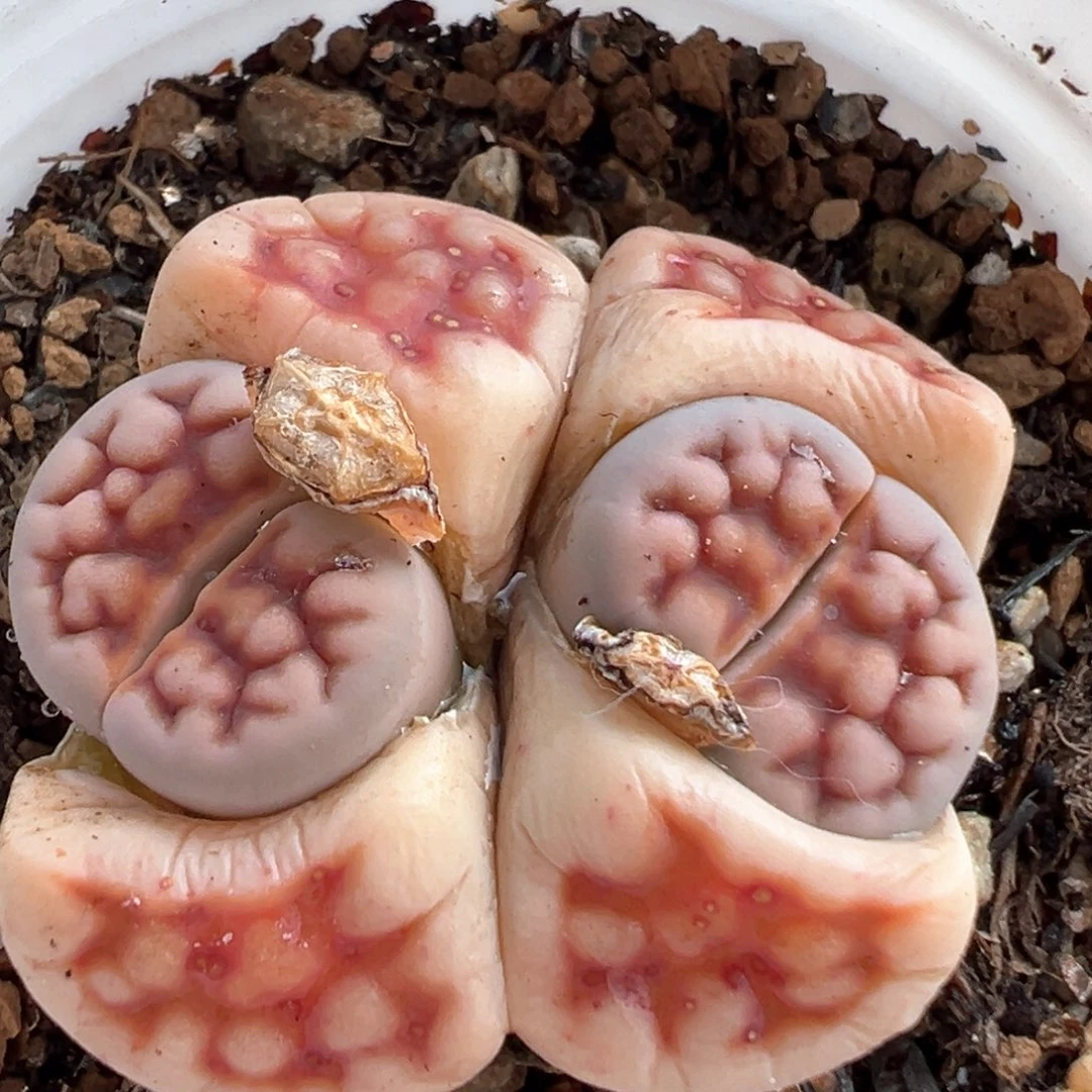 105多肉植物百科知识