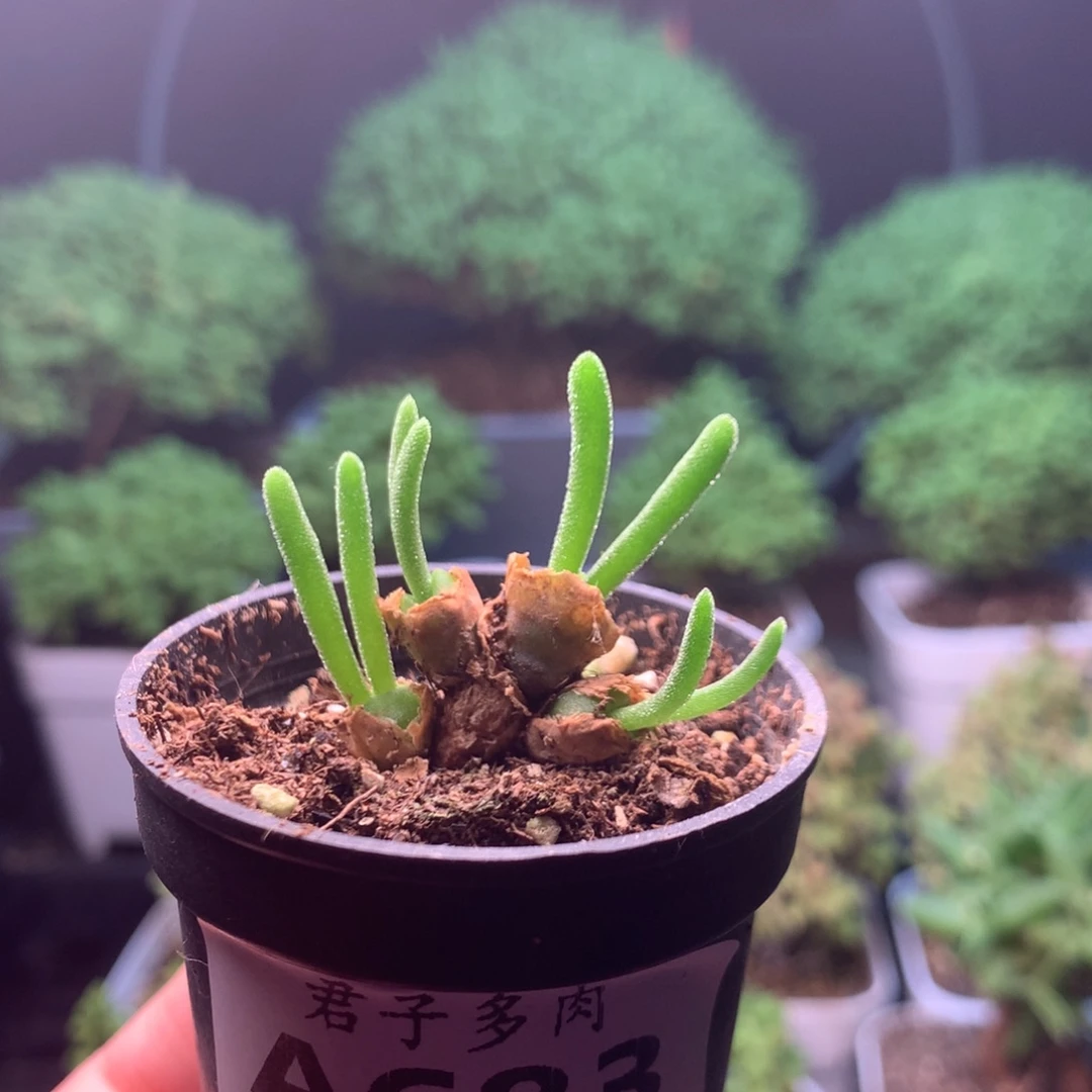 683碧光环。