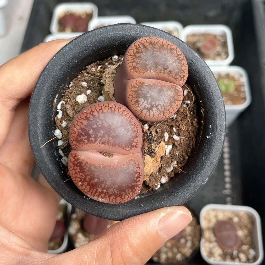 1889大棚清仓甩卖了