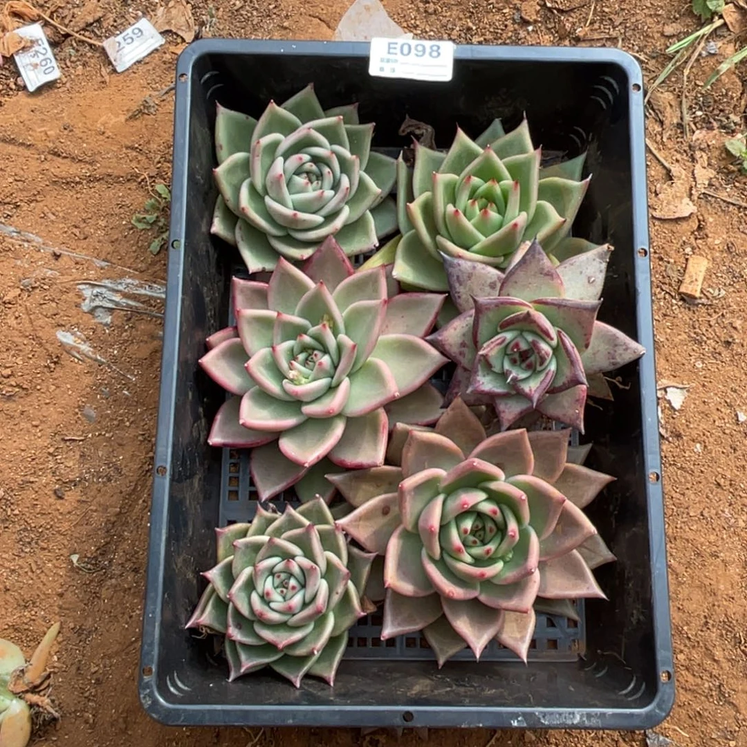 无花朵若如东云组拍E098