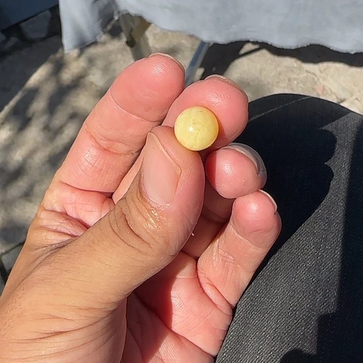 蜜蜡颈饰未镶嵌俄料