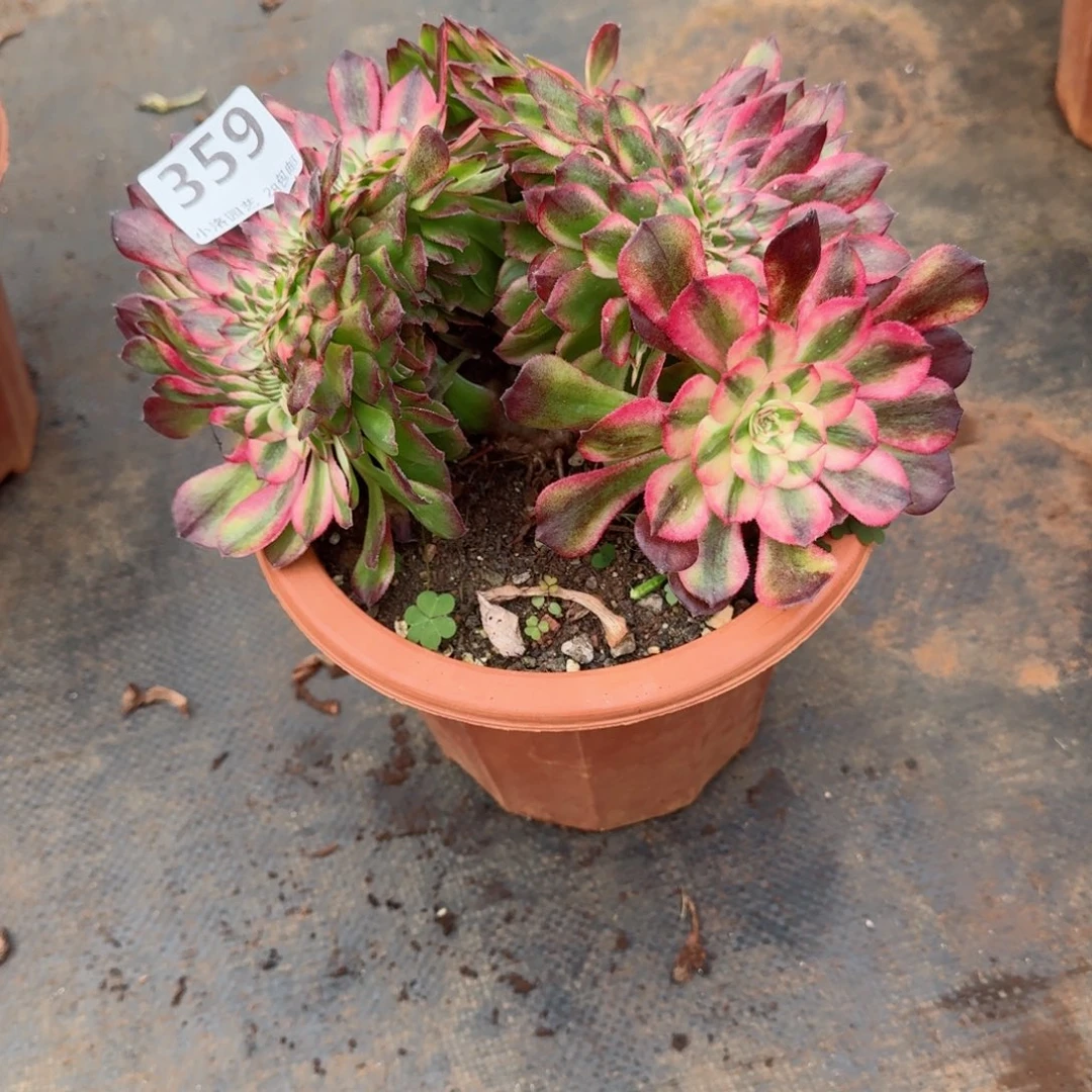 359荔枝缀化多肉植物满28包邮