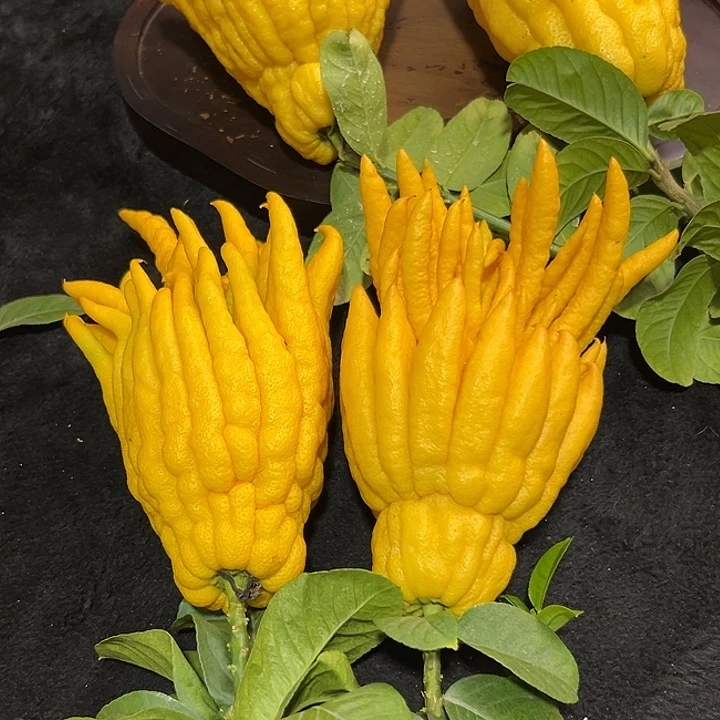 墨***依完全开放九九九九佛手