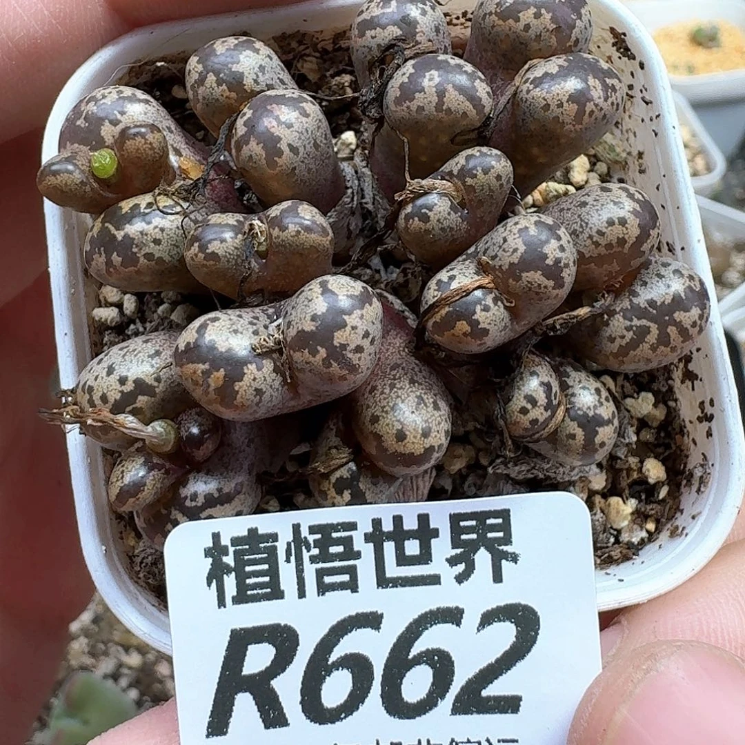 多肉植物的润泽地c