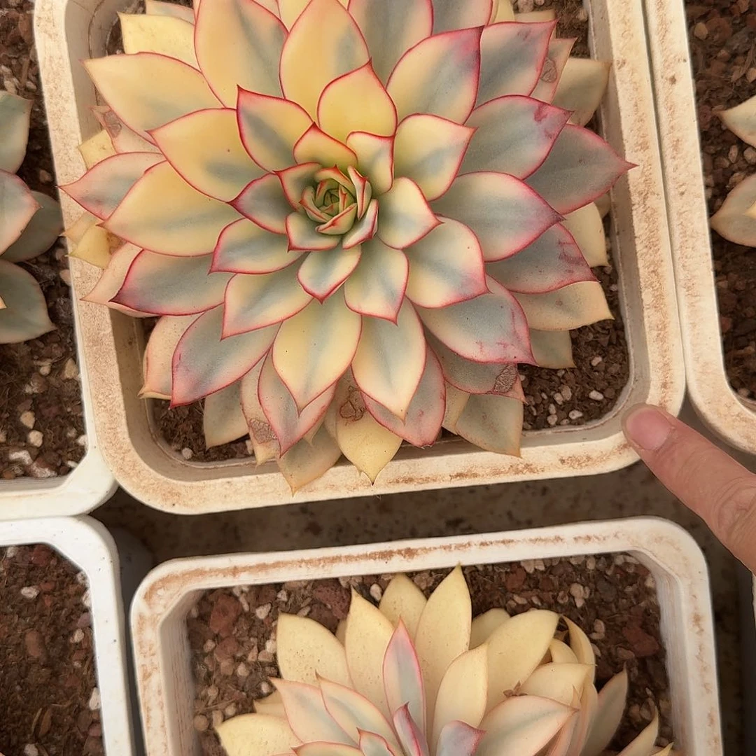 云***s月光女神锦多肉植物