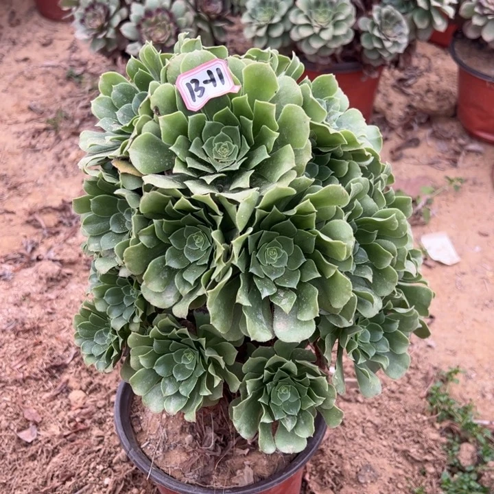 温*?绿杨蓉多肉植物13-11