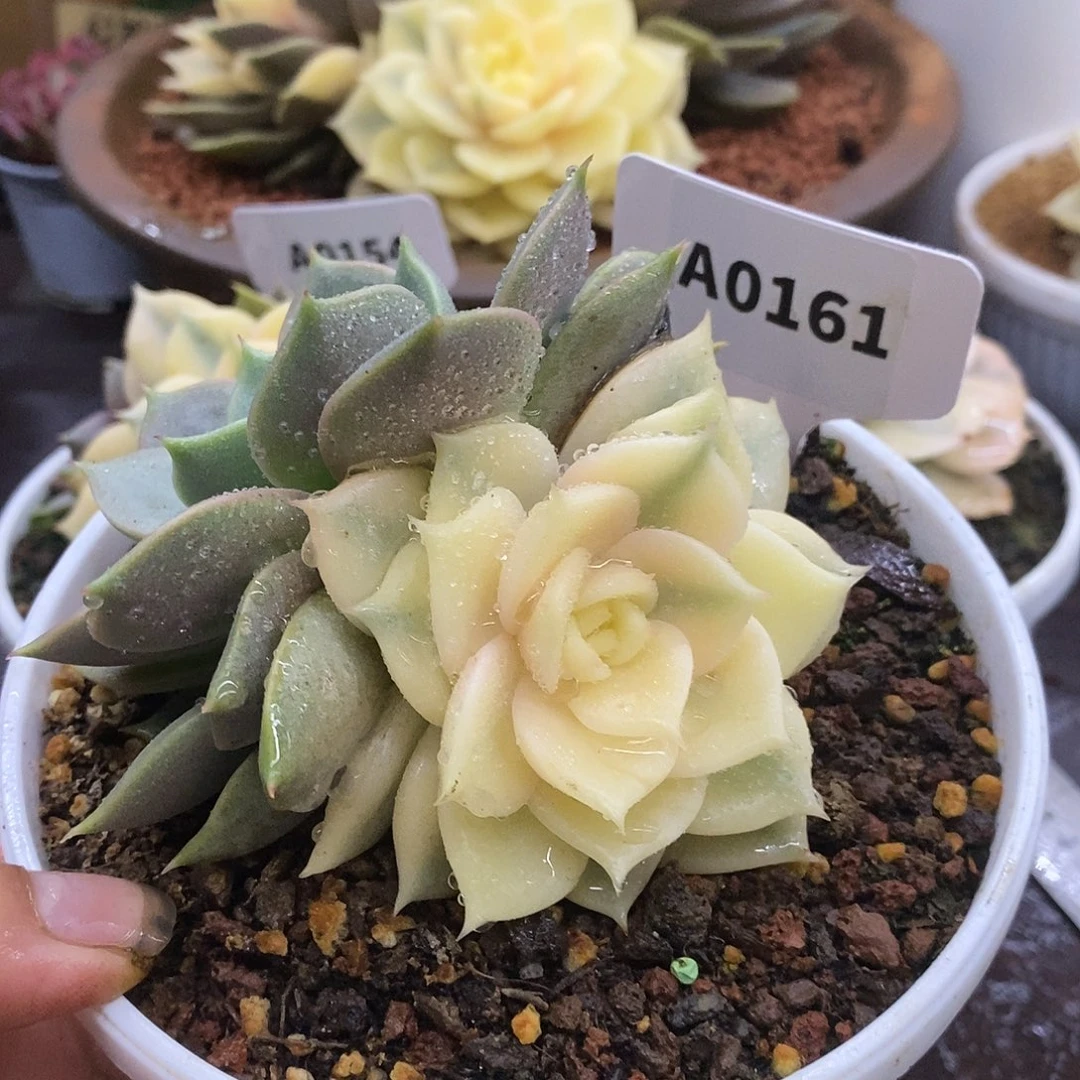 161贝加尔湖哈哈哈哈哈哈
