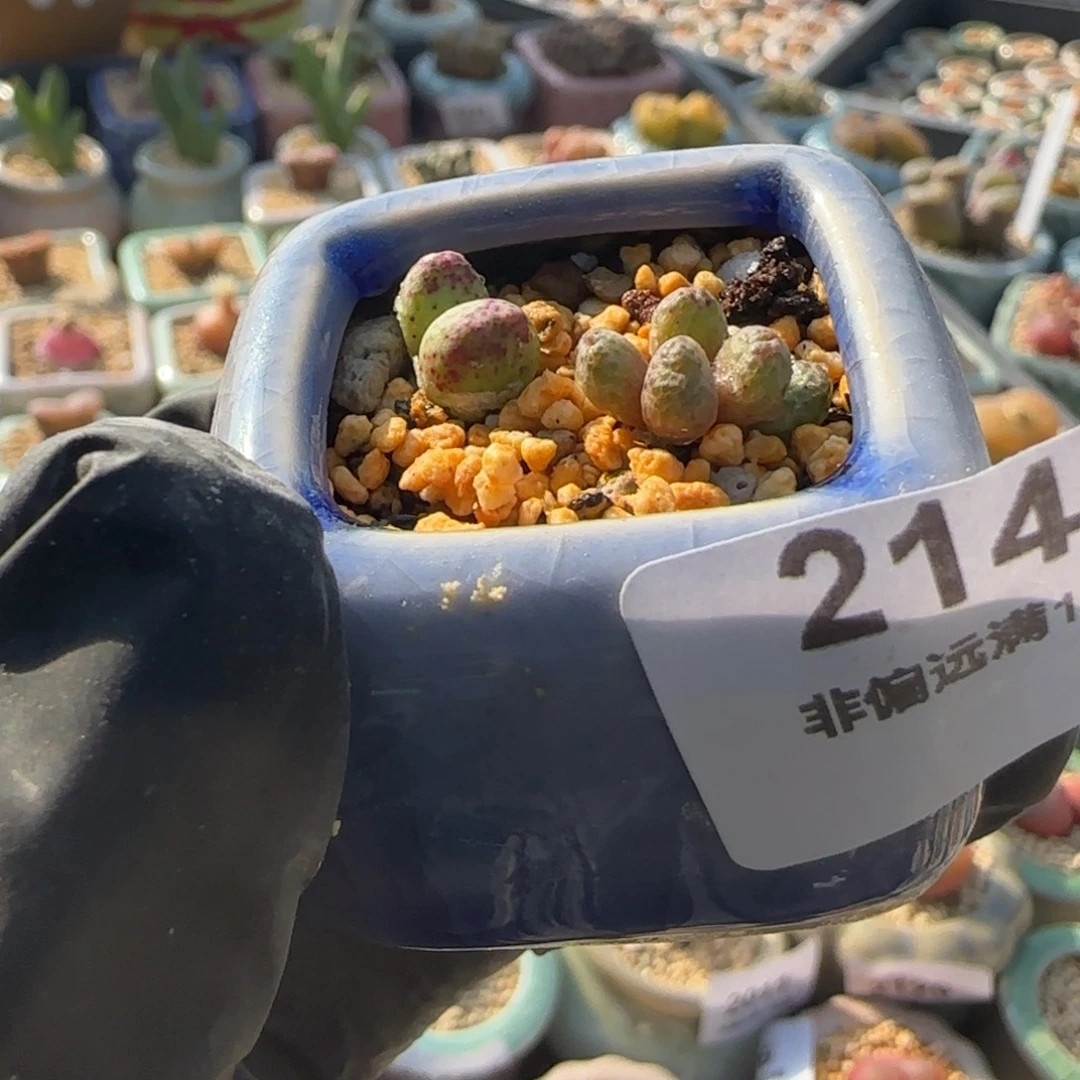 2146-一物一拍 带盆