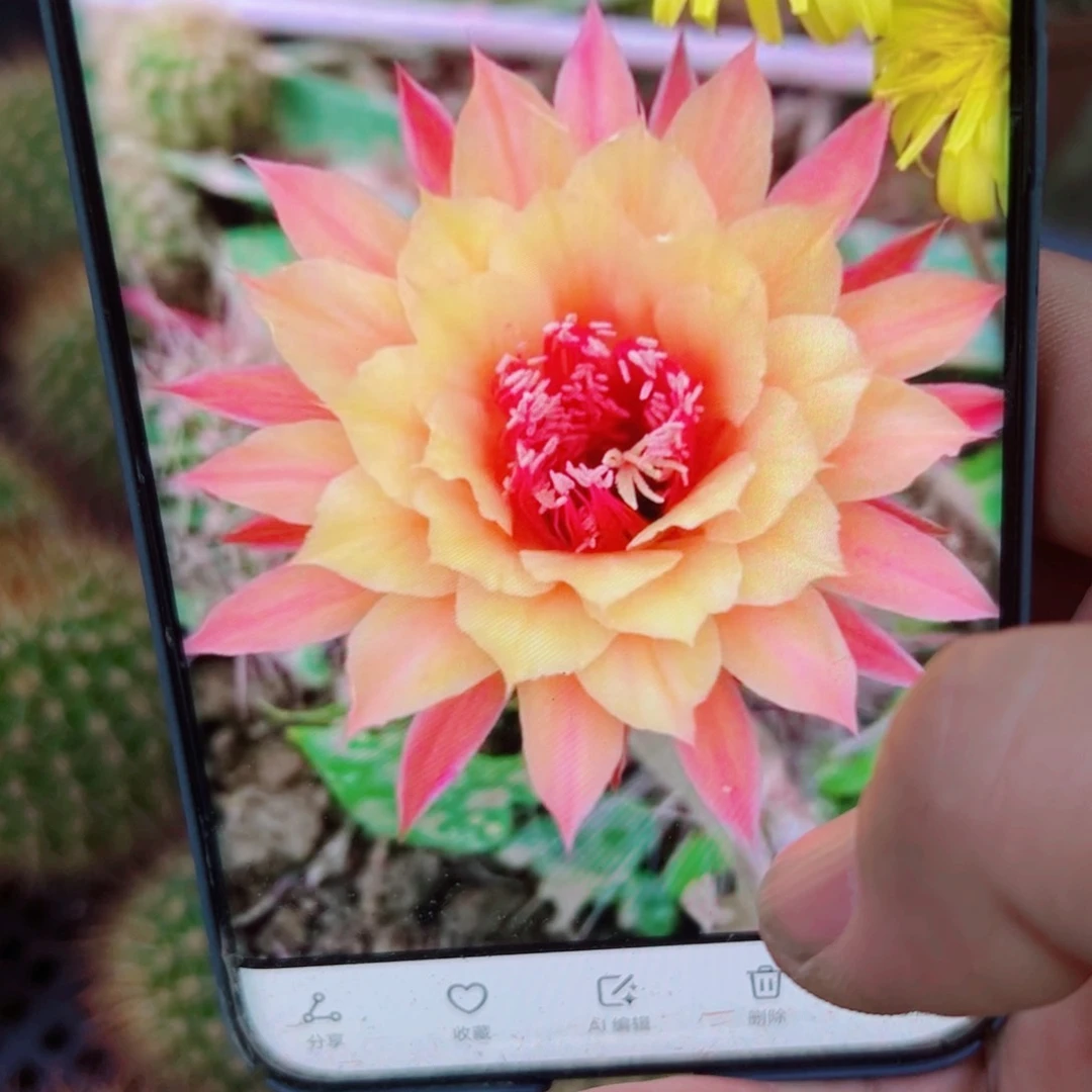 下34金妞极光歪无根侧芽4公分左右20包邮