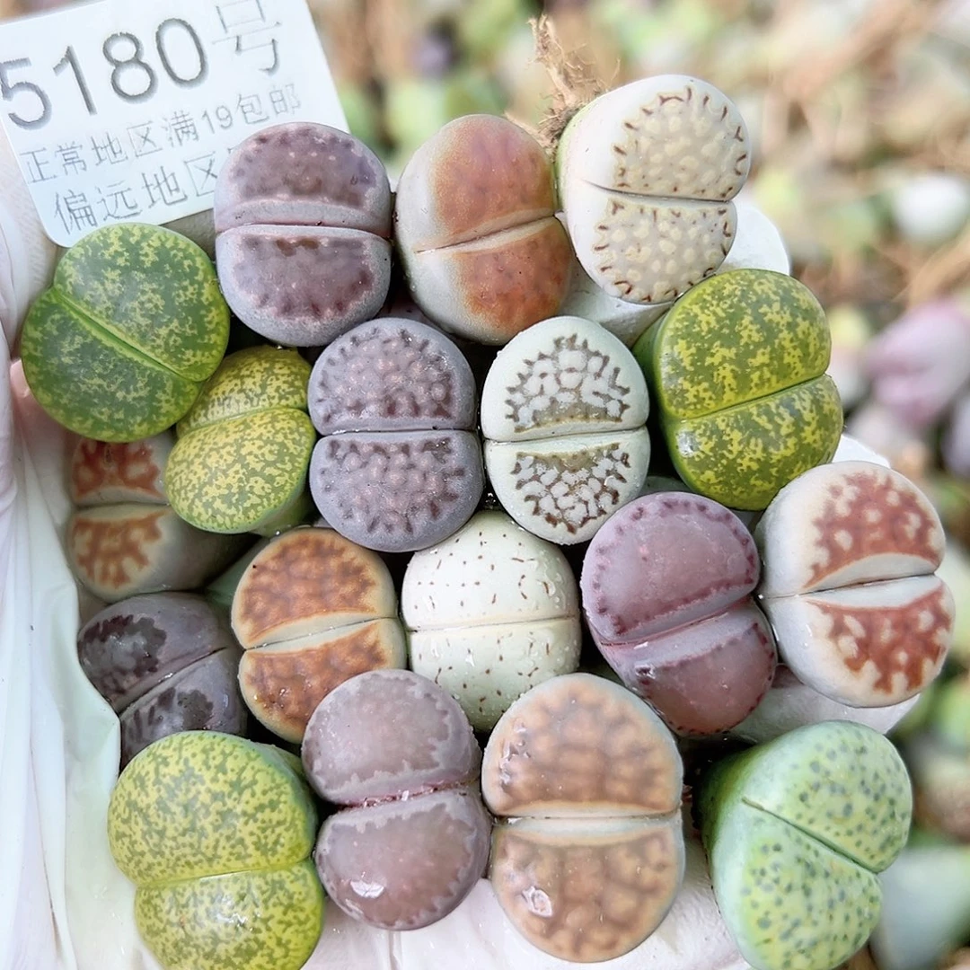 5180 好养易活生石花大母本18个