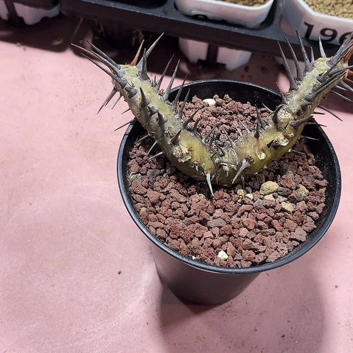 209产地刺月界块根