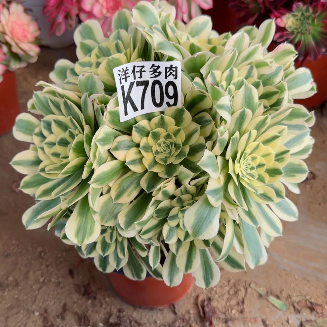 709迈巴赫法师园艺官服30左右2号