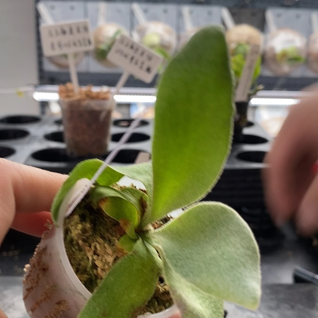 无花朵雷蛇鹿角蕨