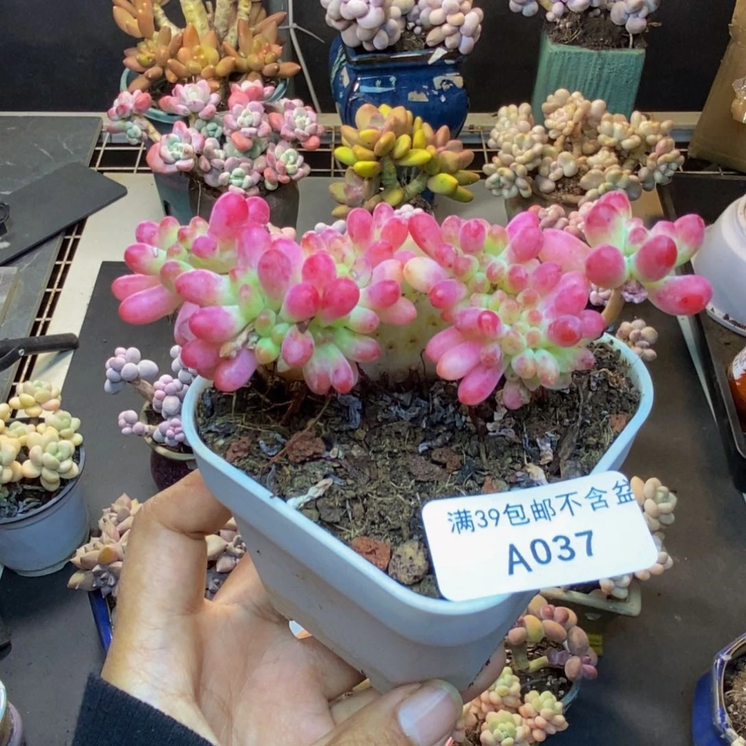 037乙女心缀多肉8v m