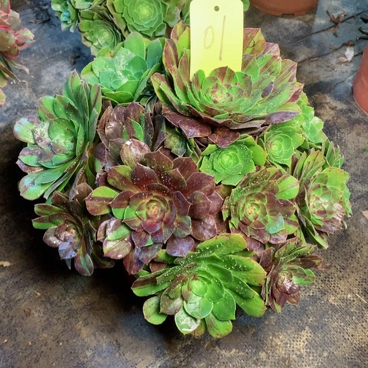 1花月夜多肉一物一拍