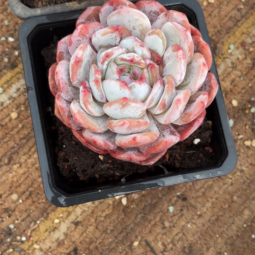 山至妹妹的雪天使石化