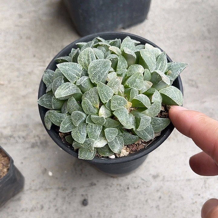 无花朵磨面寿大群一物一拍
