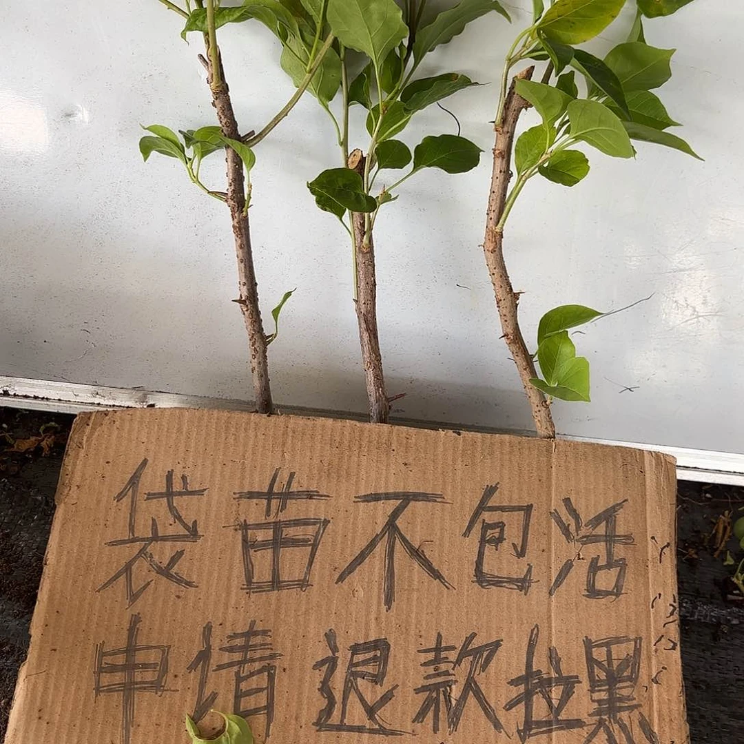 虽***到无花朵袋苗盲盒三颗
