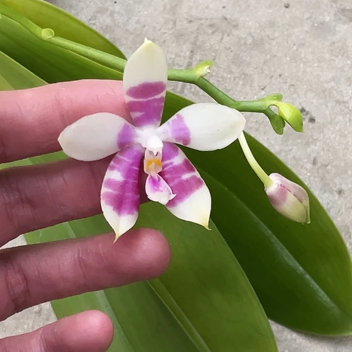 全部花苞弥陀绿虎交柳林绿鹰双苗福利