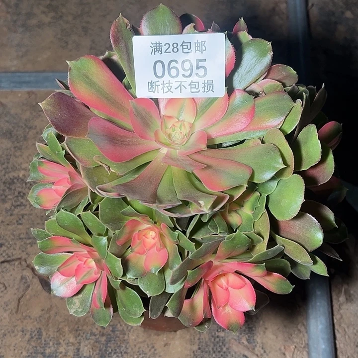 0695香妃多肉植物