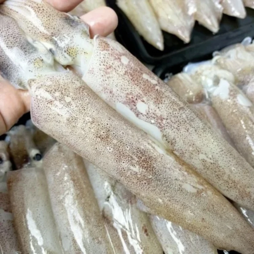 鲜冻笔管鱼 海兔 小鱿鱼 新鲜速冻 顺丰包邮