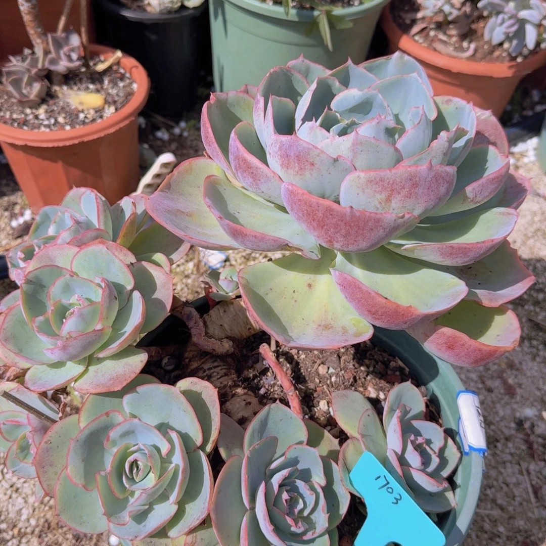 1703达芬奇密码凡艺多肉