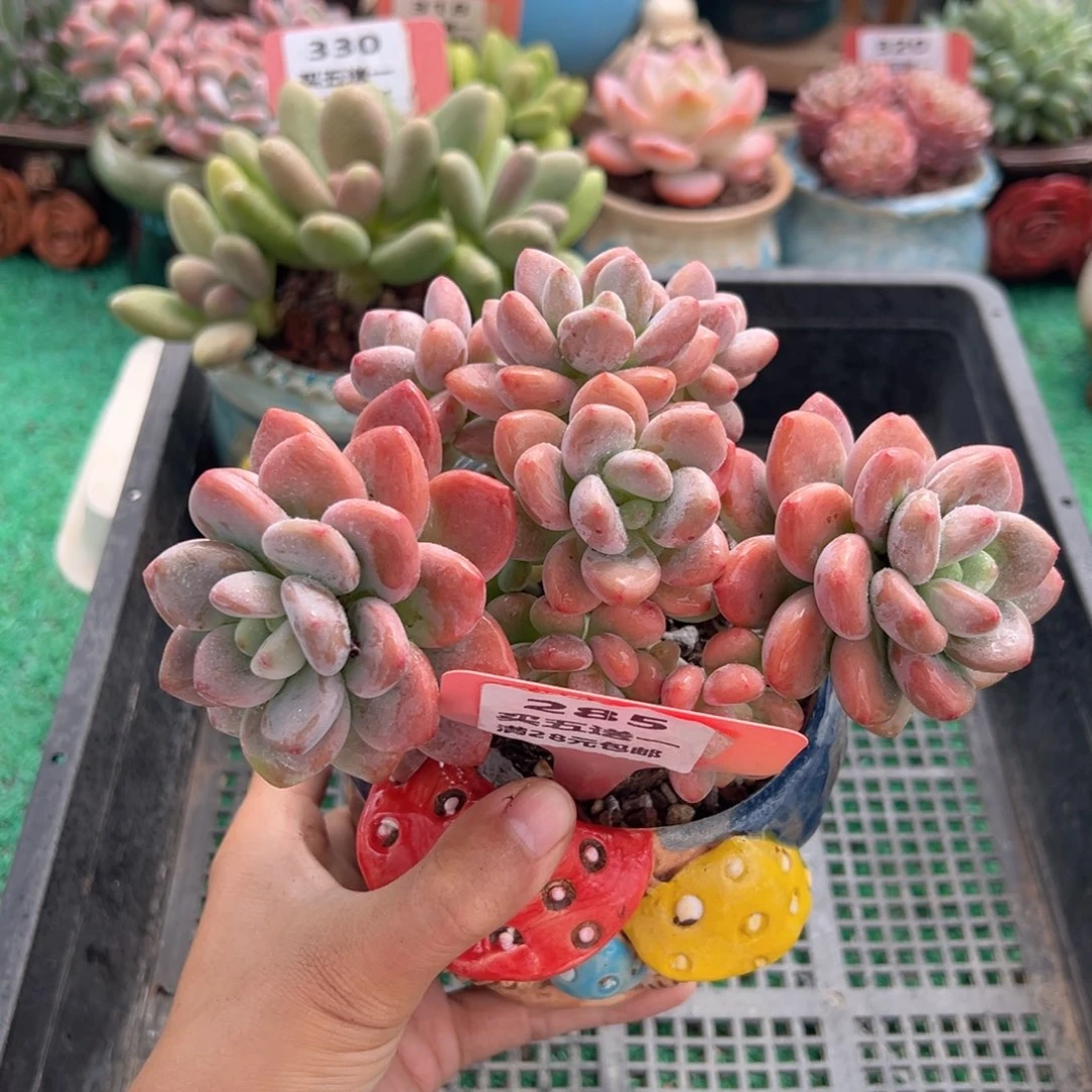表妹精品多肉植物285.