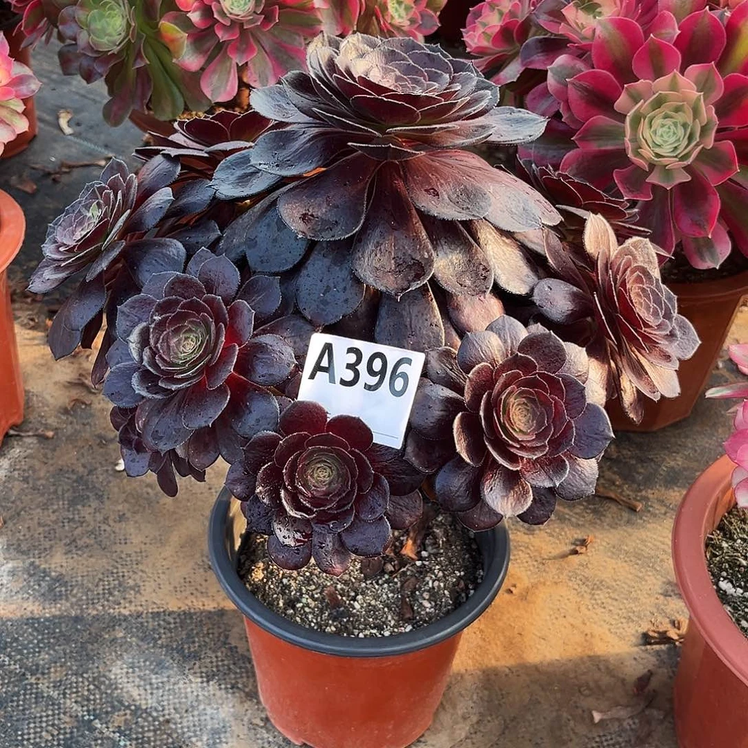 多肉植物黑美人396多肉