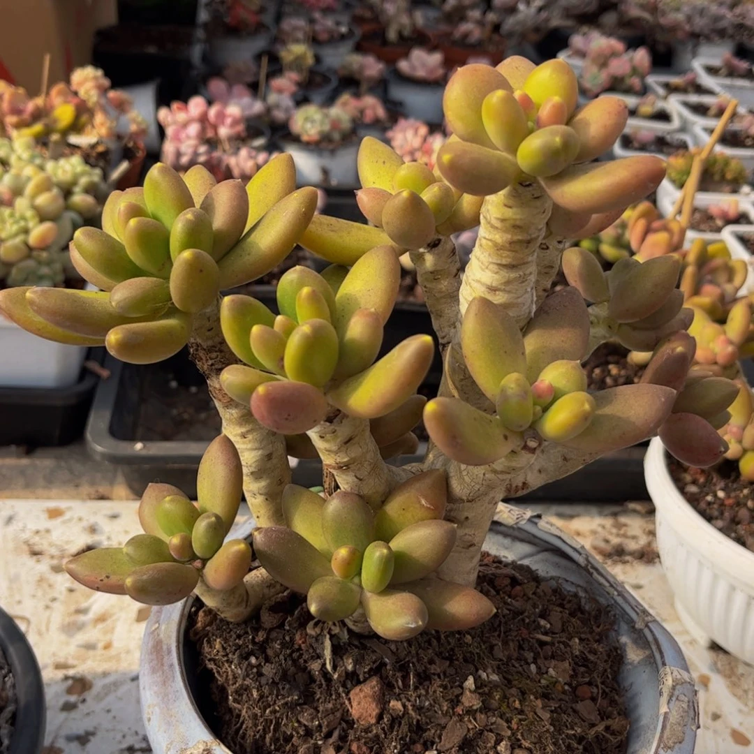 141/15cm芒果奶老桩多肉
