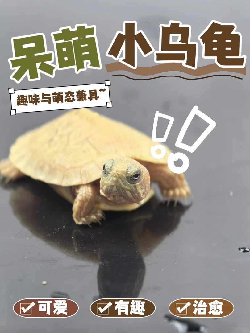 白巴黑巴果冻梵高金粉焦糖粉雪悖论变异巴西（此链接仅限直播选购）