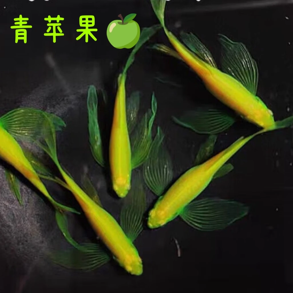 青苹果专拍蝶翼斑马鱼长尾长鳍热带淡水观赏鱼好养活小型鱼