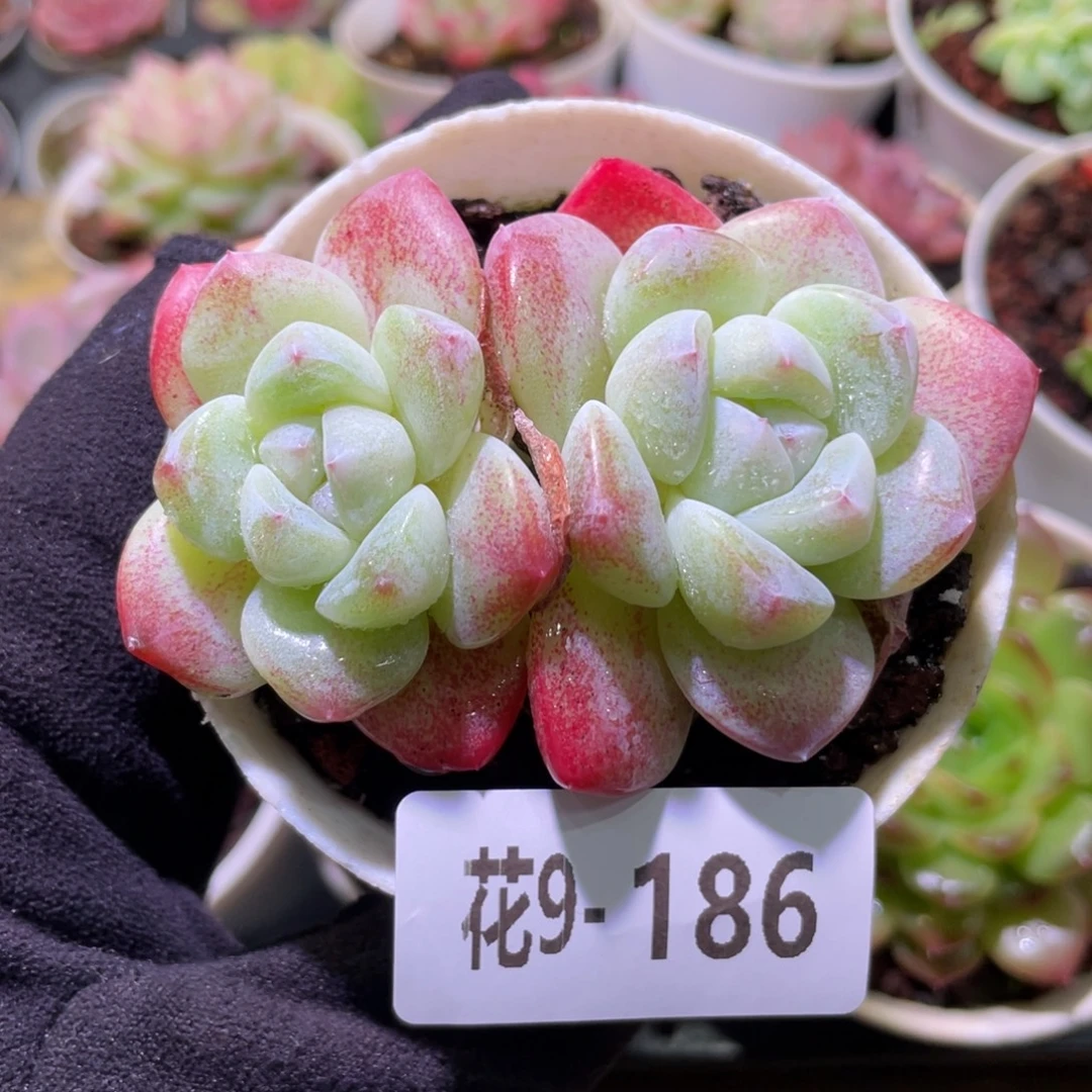 花利美9-186冰玉双头