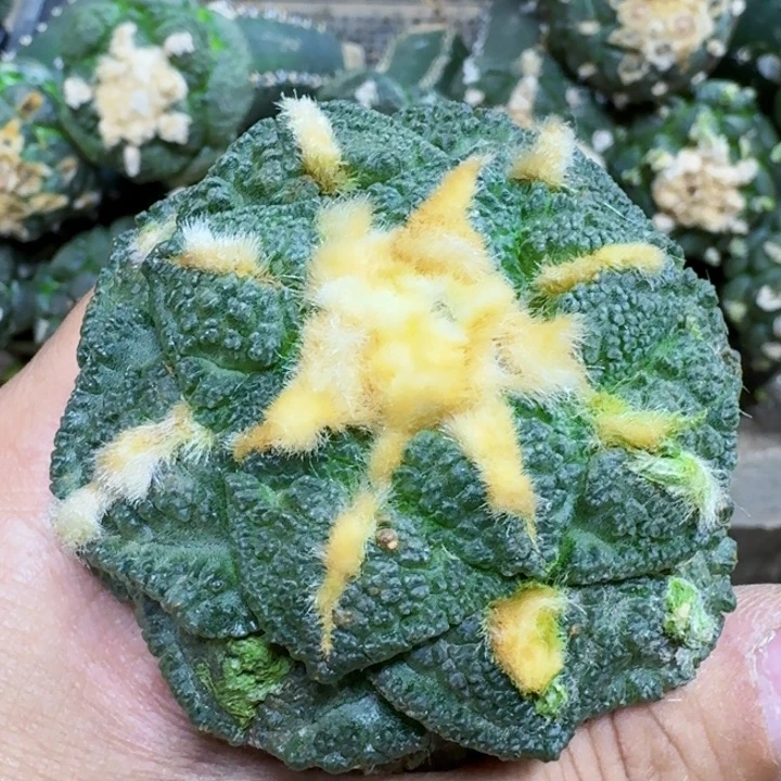 ?****鱼福利苗接龟甲603