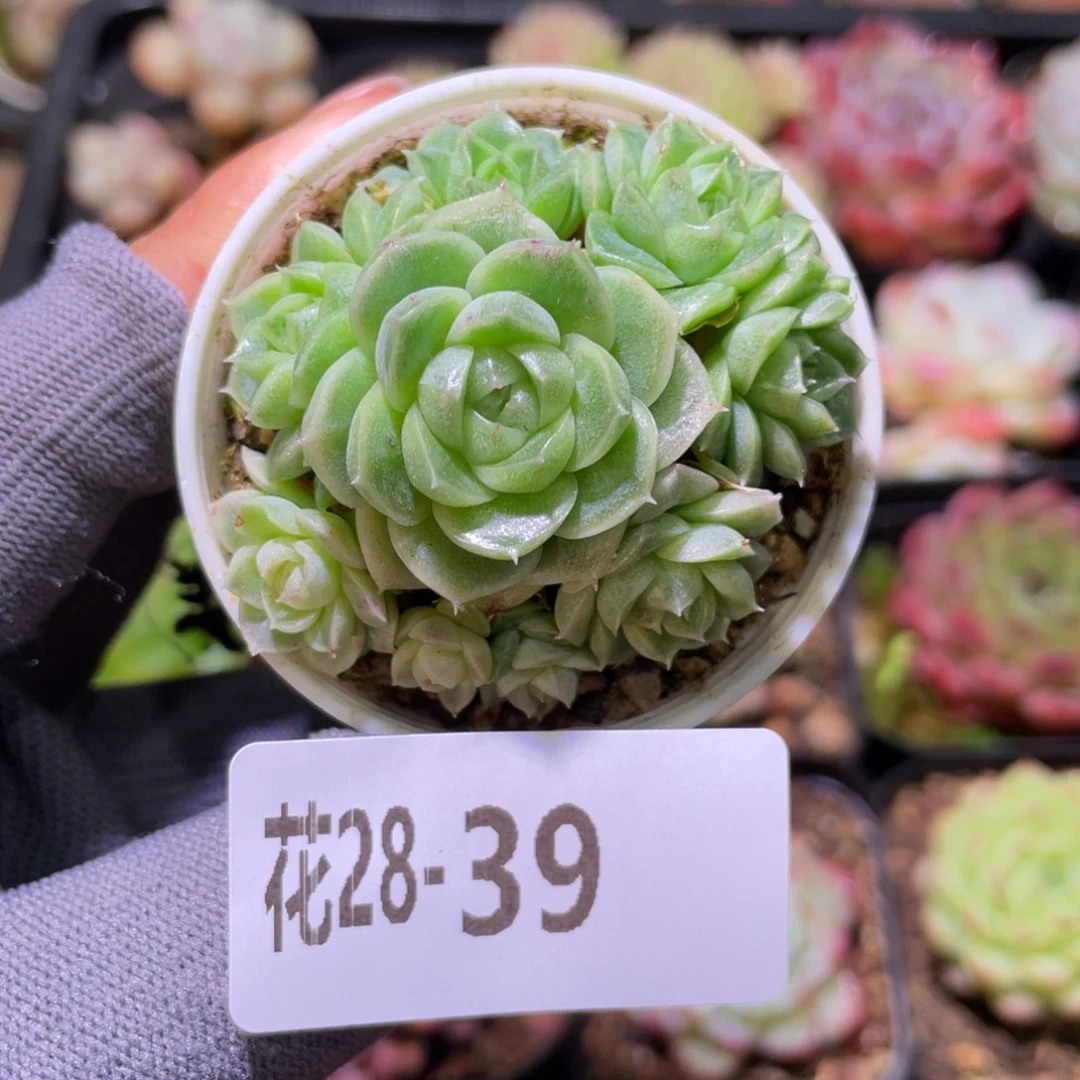 花利美28-39新品珍妮