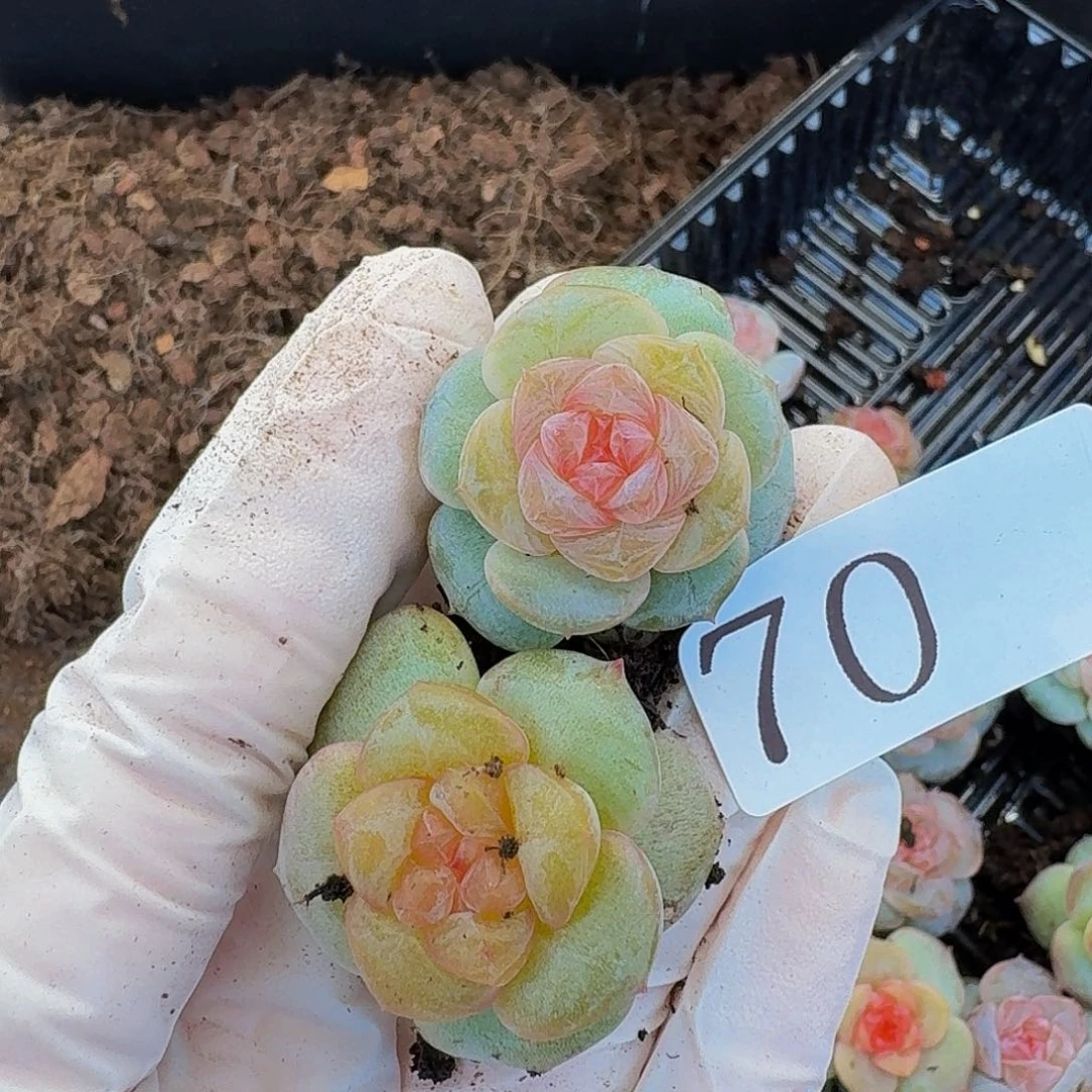 多肉植物多肉植物70