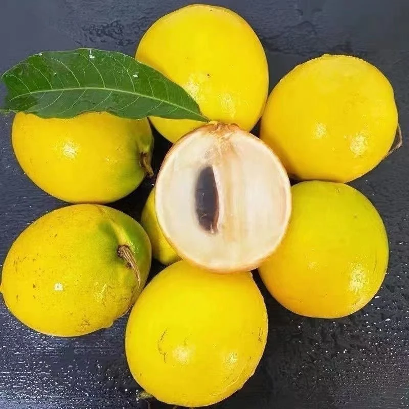 黄晶果树苗适合南方庭院阳台盆栽种植